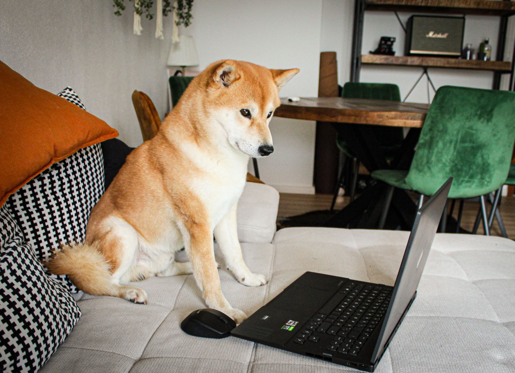 Dognosis utilise chiens et IA pour dépister 20 types de cancers