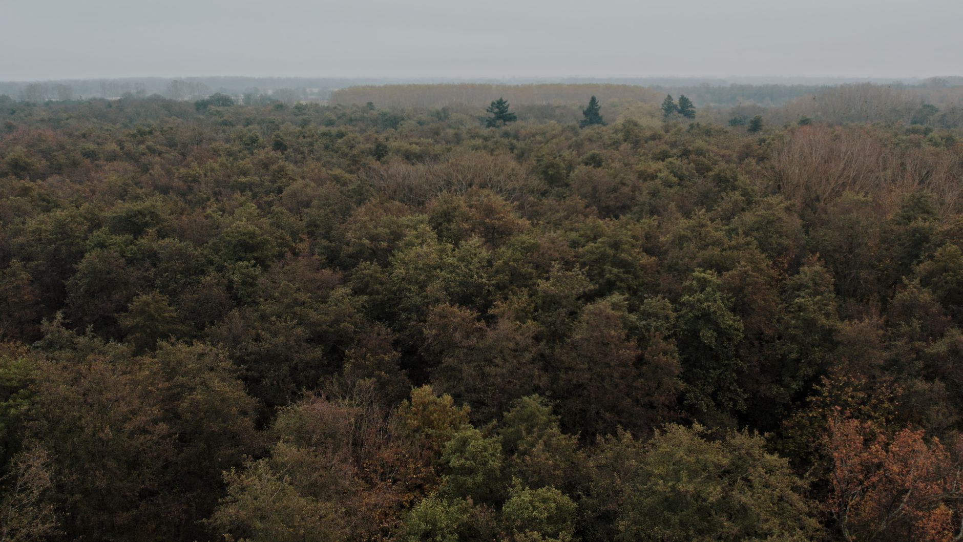 L'impact environnemental des forêts plantées en Chine