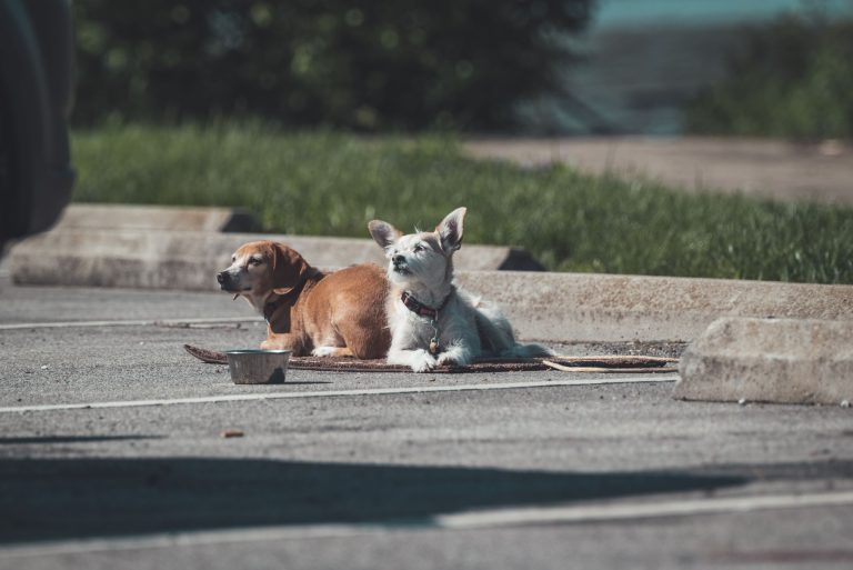 Lyon inaugure un parc à chiens de 3000 m² sur Fourvière