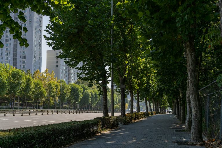 À Saint-Genis-Laval, un combat pour sauver des arbres menacés par un projet immobilier